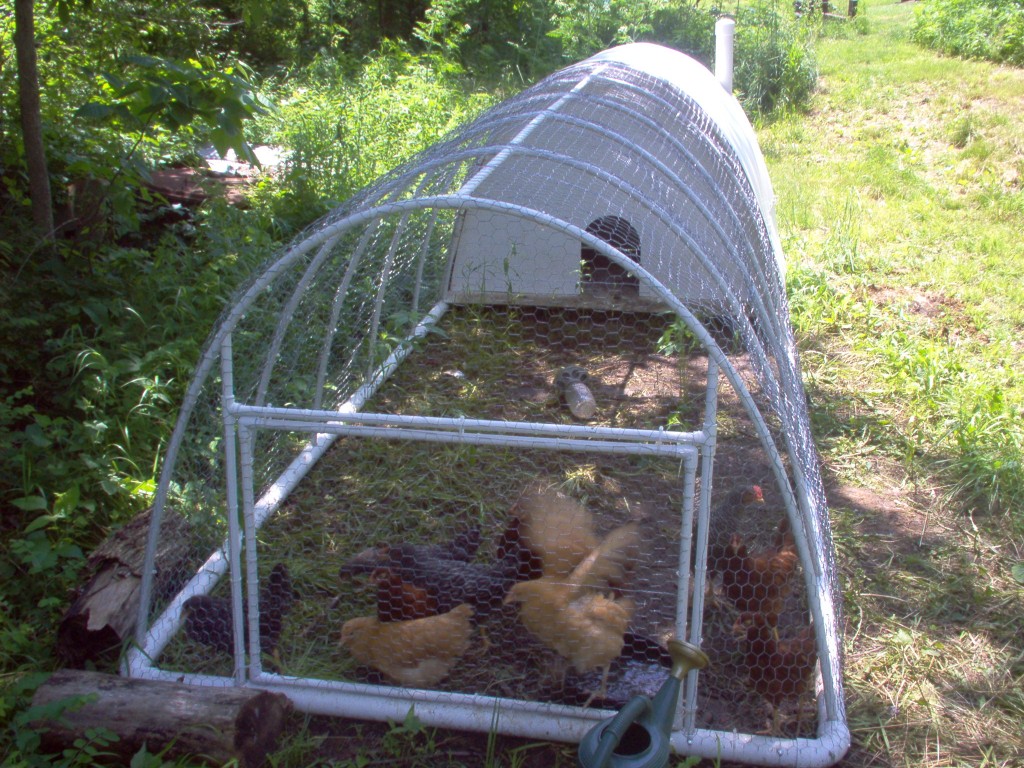 Redesigned Original PVC Chicken Tractor - Lewis Family Farm