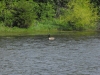 3-22-12, Canadian Geese on Sawmill Pond (1)