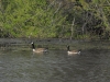 3-22-12, Canadian Geese on Sawmill Pond (6)