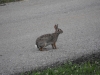 Common Cottontail
