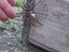 Wolf Spider with egg sack
