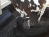 Angus and Holstein Heifer Calfs Ride Home