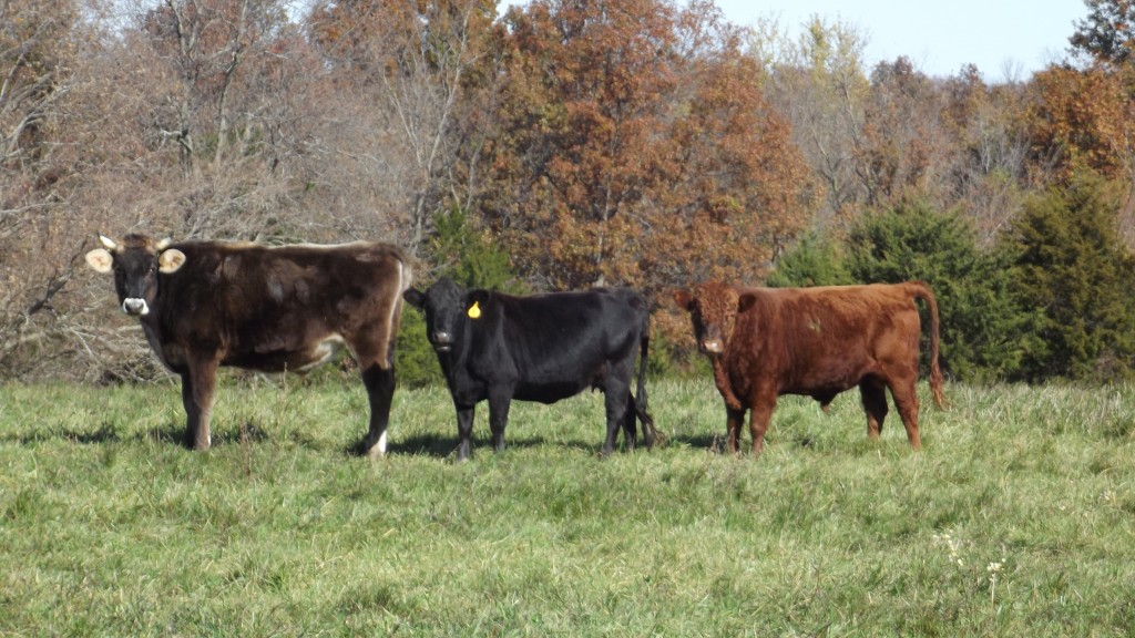 Cattle/Dexter Cattle - Lewis Family Farm