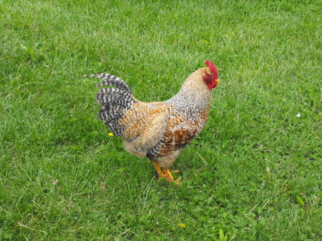 Chickens & Poultry - Lewis Family Farm