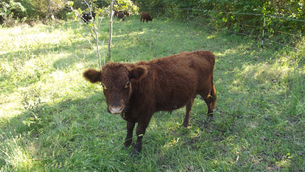 Cattle/Dexter Cattle - Lewis Family Farm