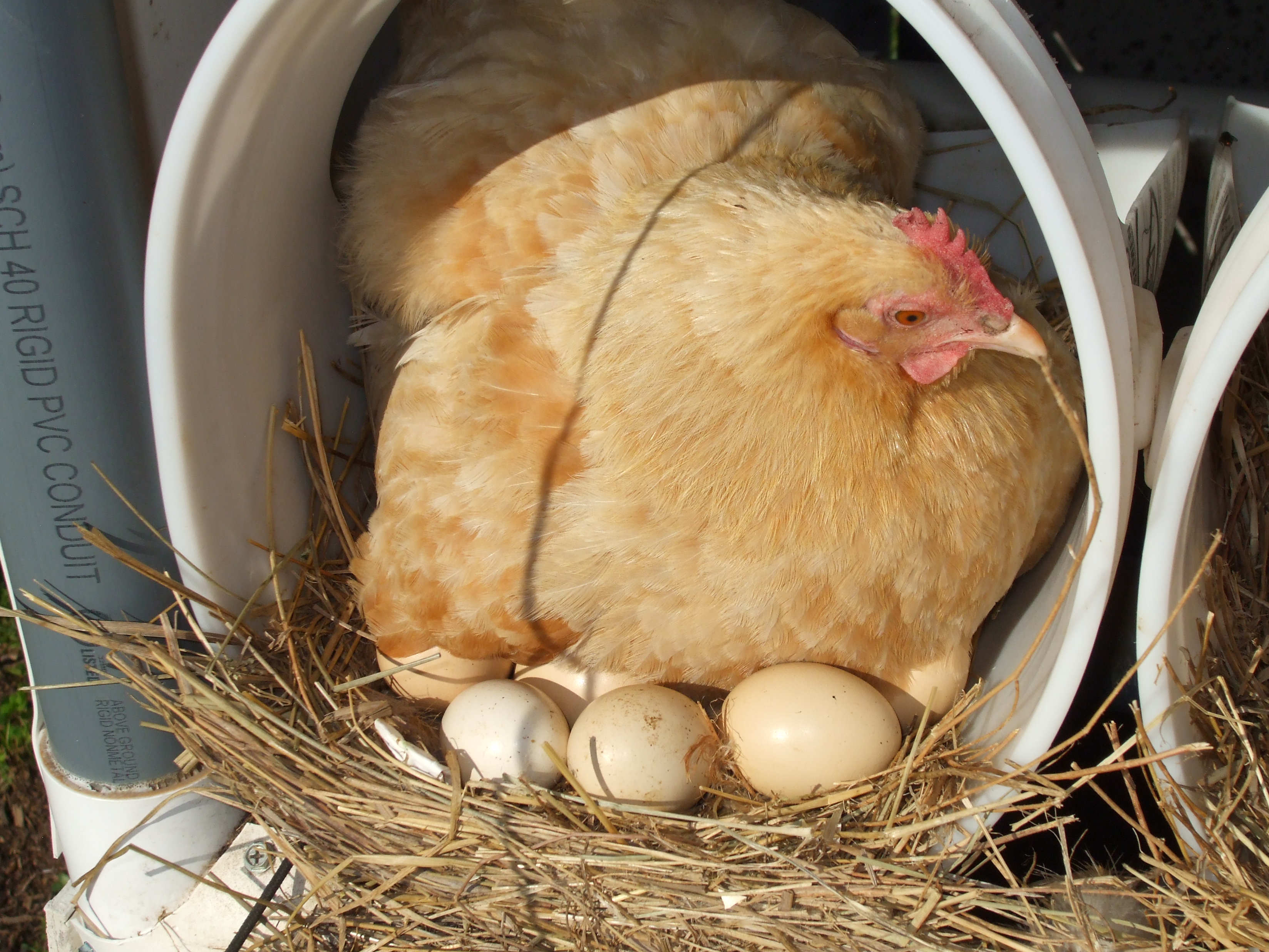 How To Make My Hens Go Broody at Rudy Pearson blog