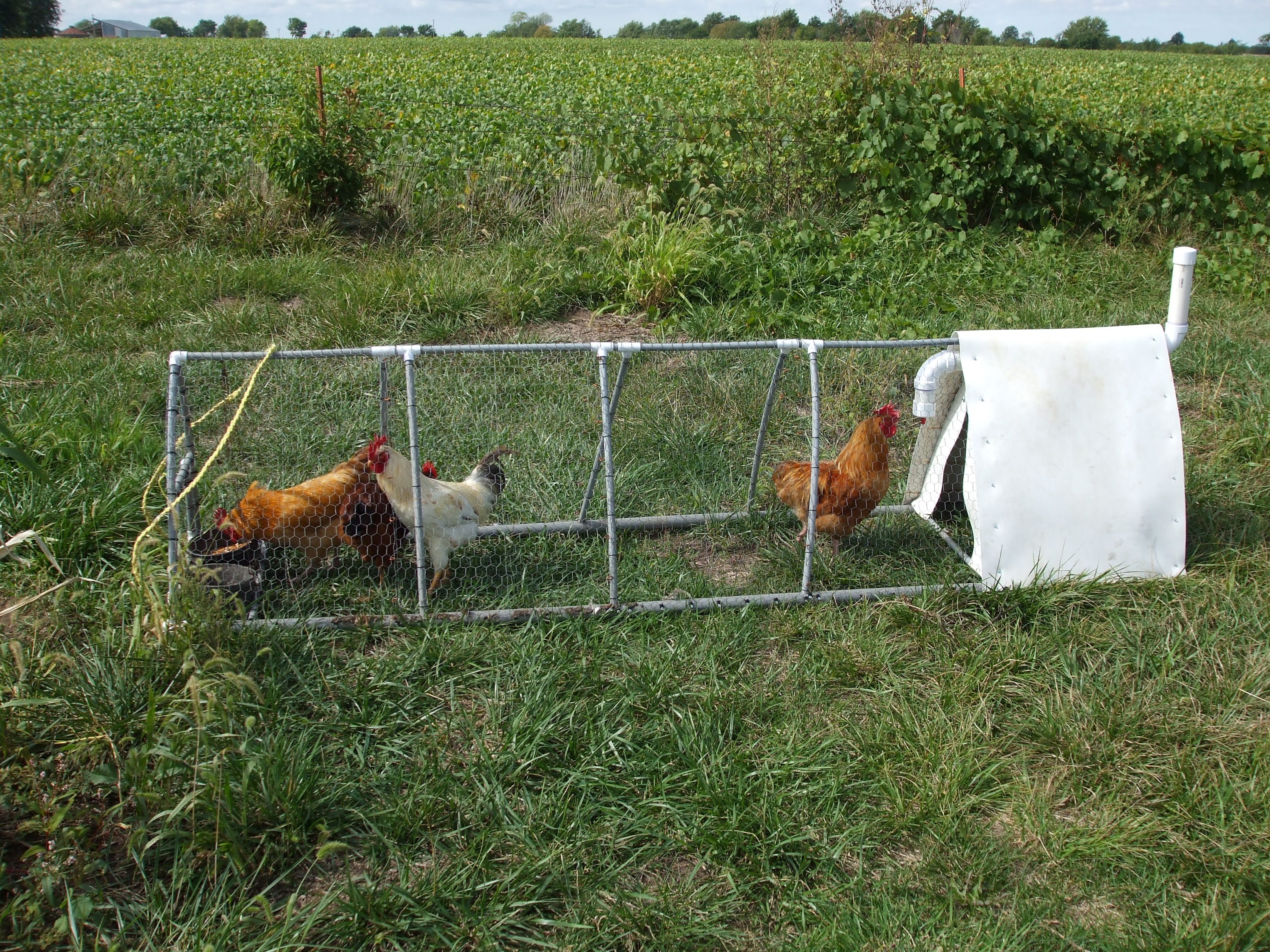 Building The PVC Chicken Tractor Cultivator - Lewis Family ...