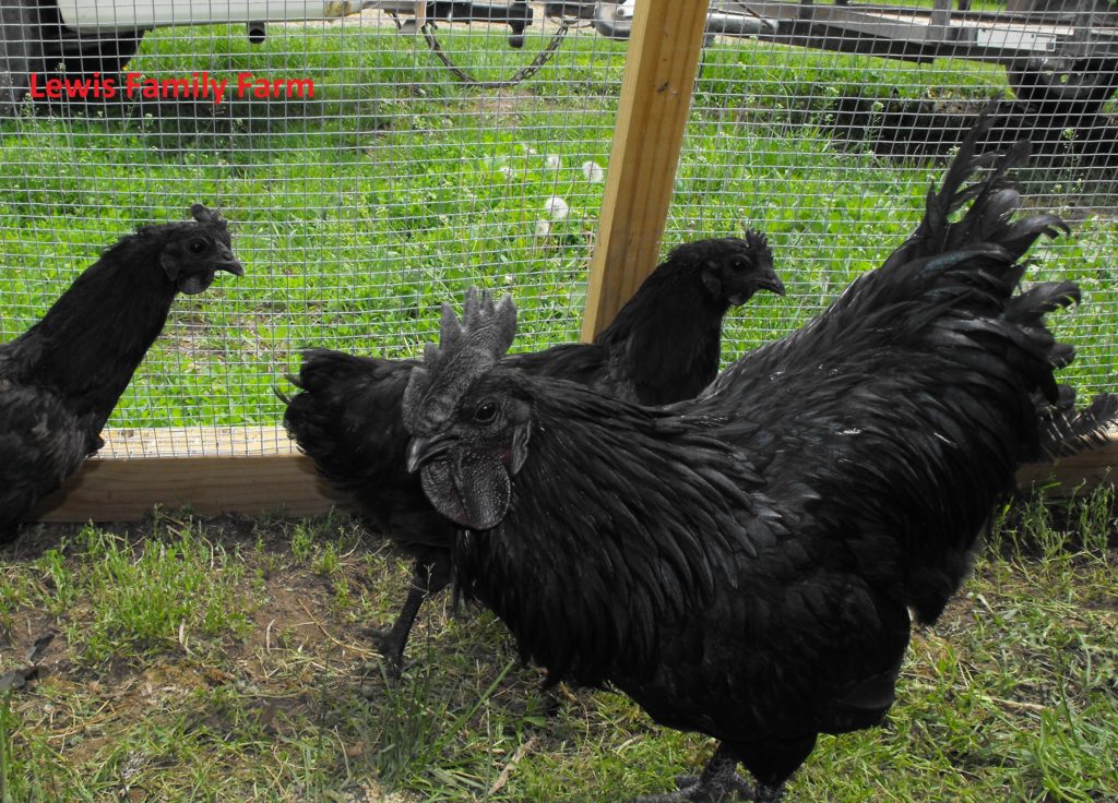 Chickens Poultry Lewis Family Farm