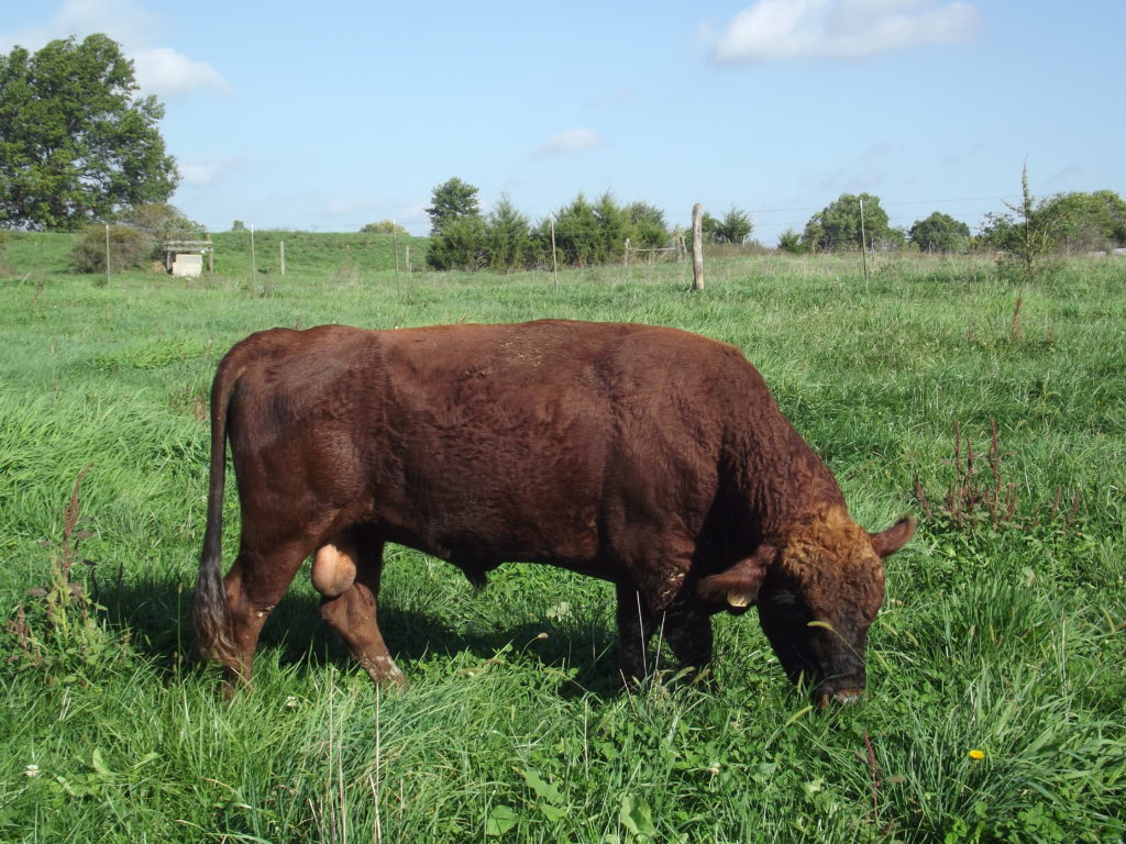 Cattle/Dexter Cattle - Lewis Family Farm